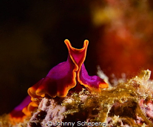Flatworm getting up as she approaches the camera lens....... by Johnny Schepens 